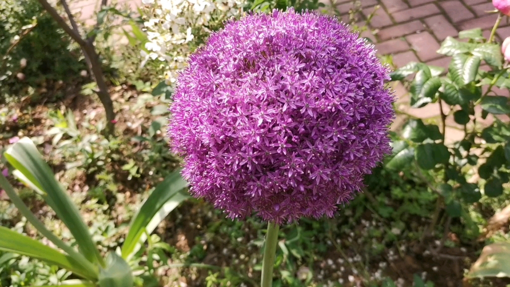 大使大花葱开花太美了