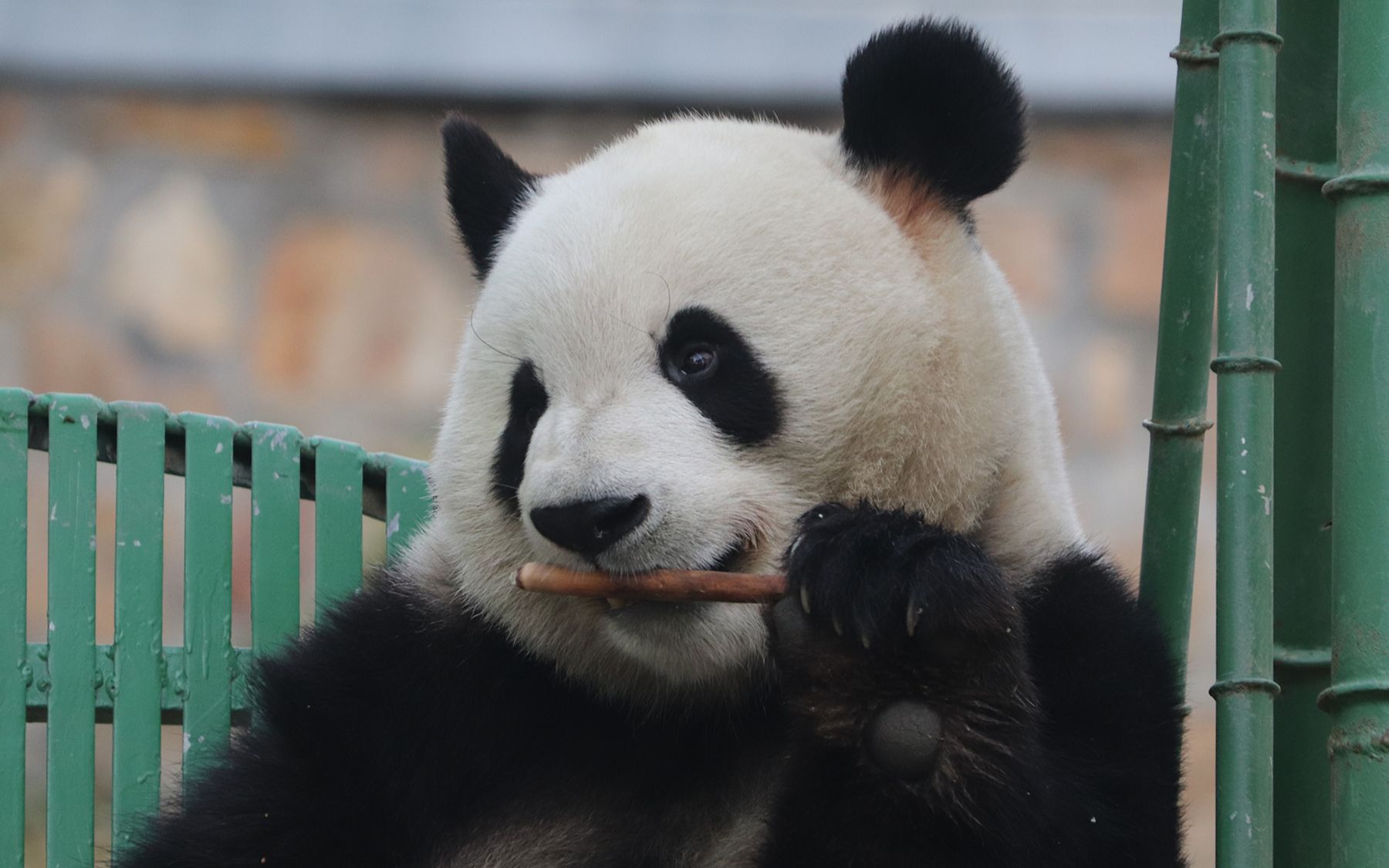 大熊猫萌兰 看着看着就饿了3