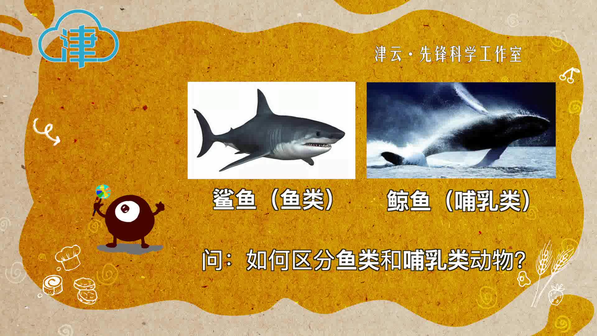 鲸鲨到底是鲸鱼还是鲨鱼?