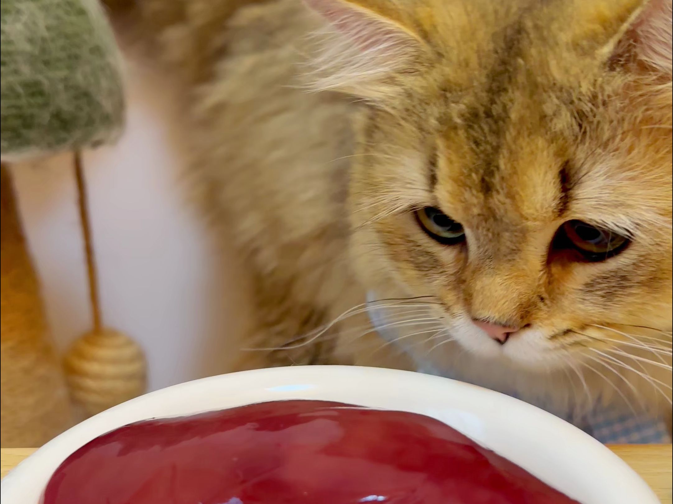 猫咪吃播|今天吃个99猪腰