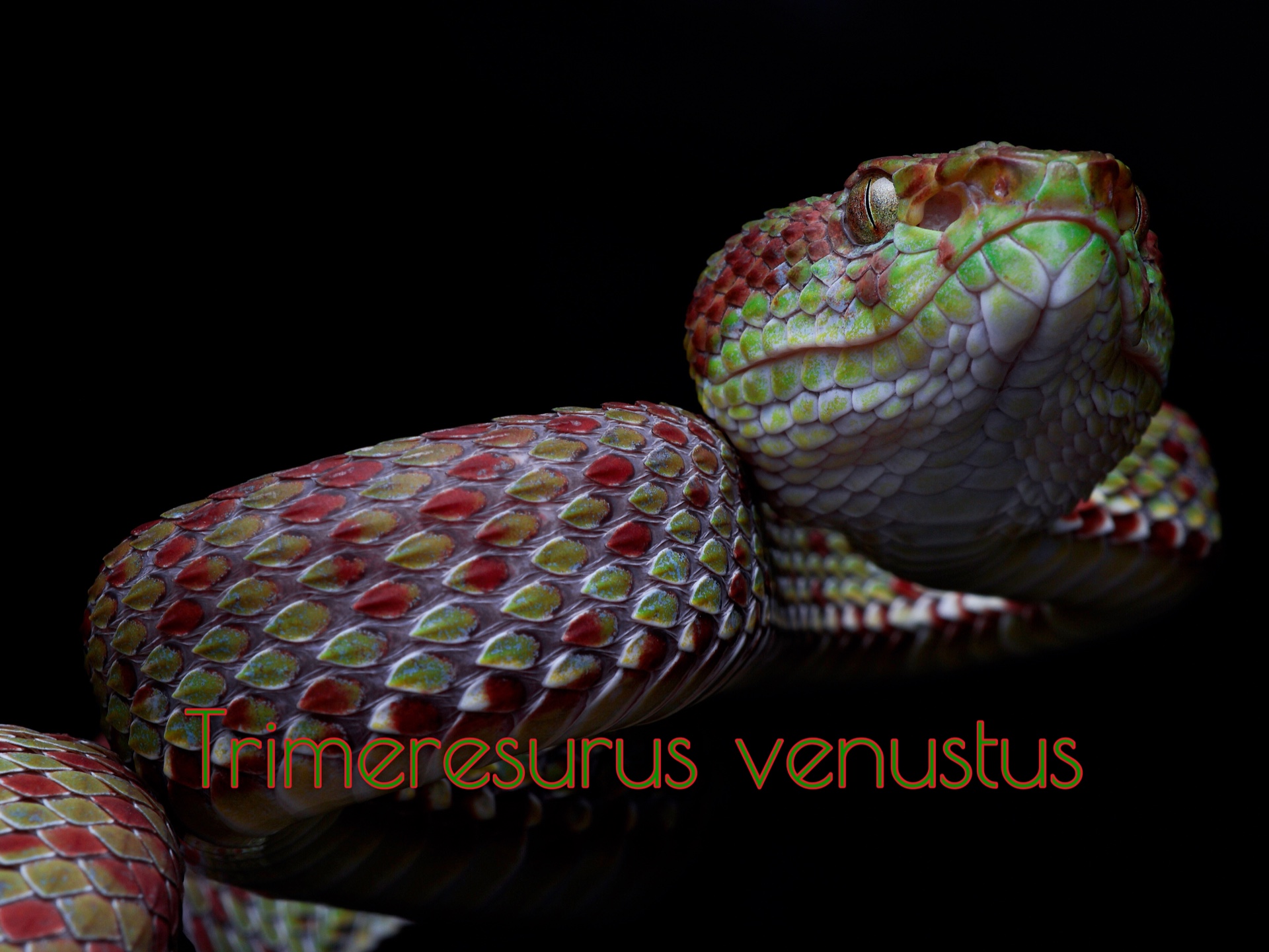 摄影|华丽竹叶青 Trimeresurus venustus |ViperidaeCrotalinae哔哩哔哩bilibili