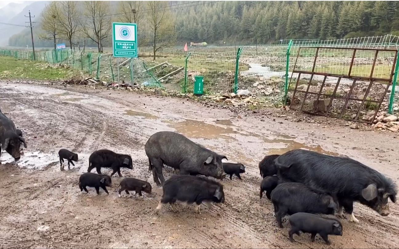 活动  排队洗澡的猪你见过吗?农村大叔竟看傻眼了,太难得