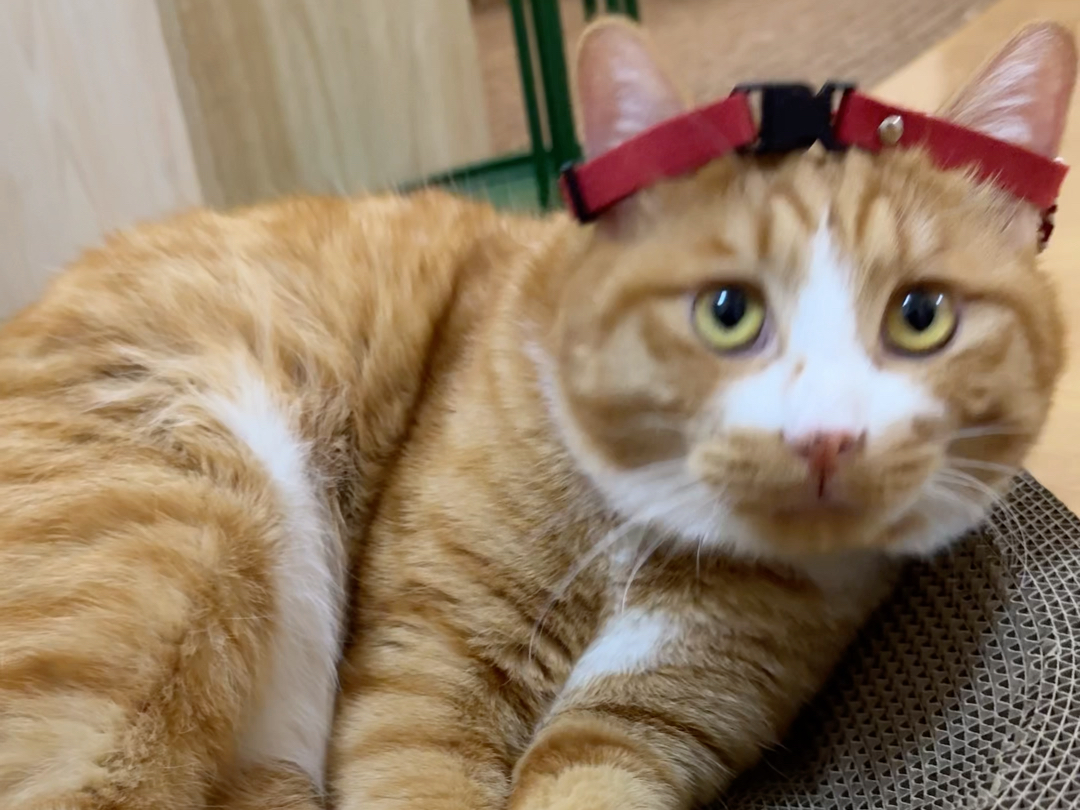 笑死了,金箍戴上后,小奶猫变大叔喵!