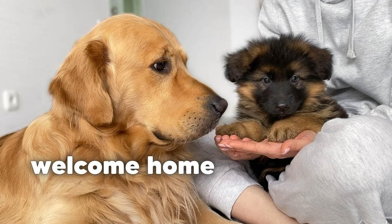 金毛和德牧的相遇从互不认识到现在的形影不离