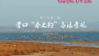 大美营口—春之约
