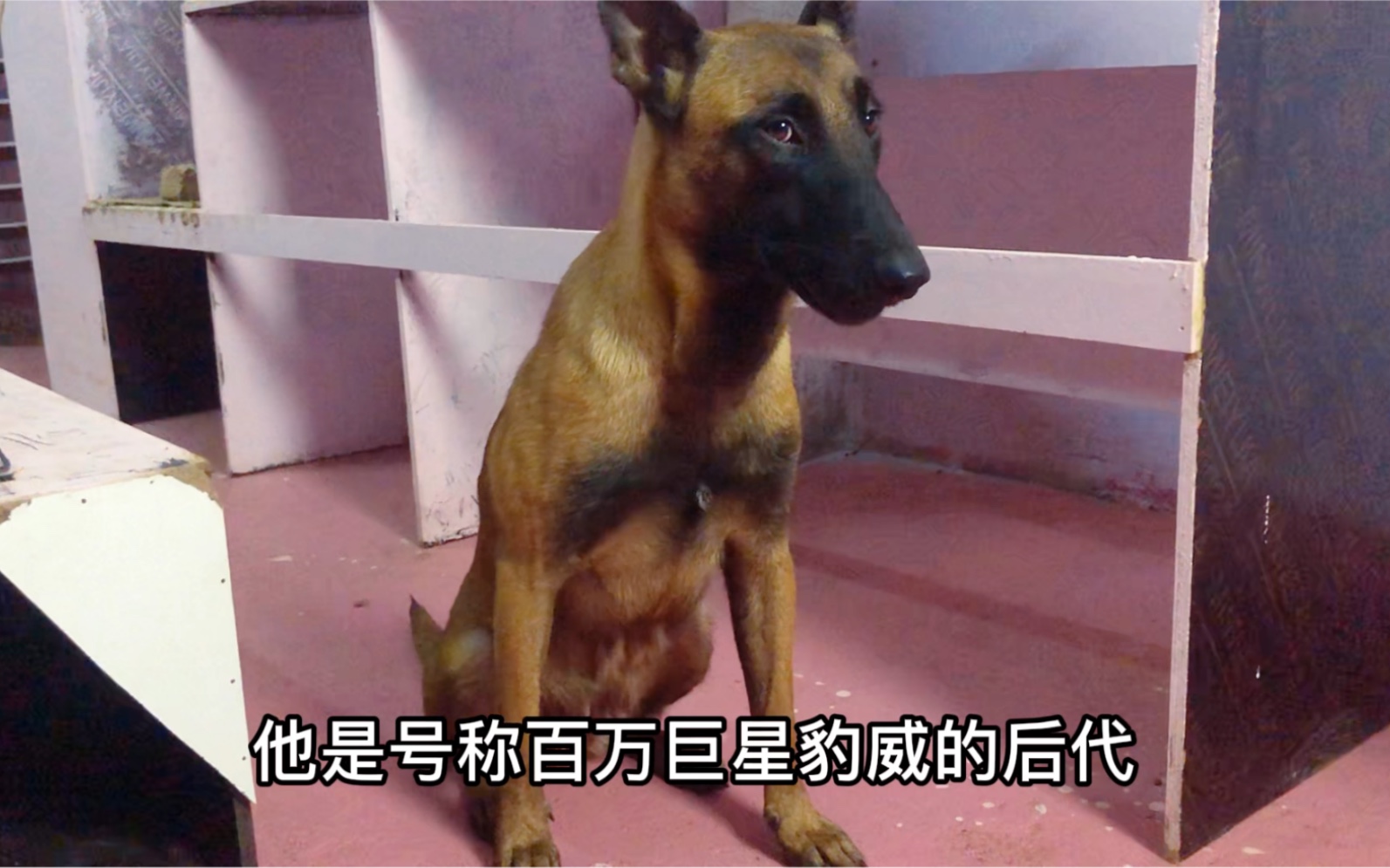 号称百万巨星豹威马犬的后代,坐飞机来我家了哔哩哔哩bilibili