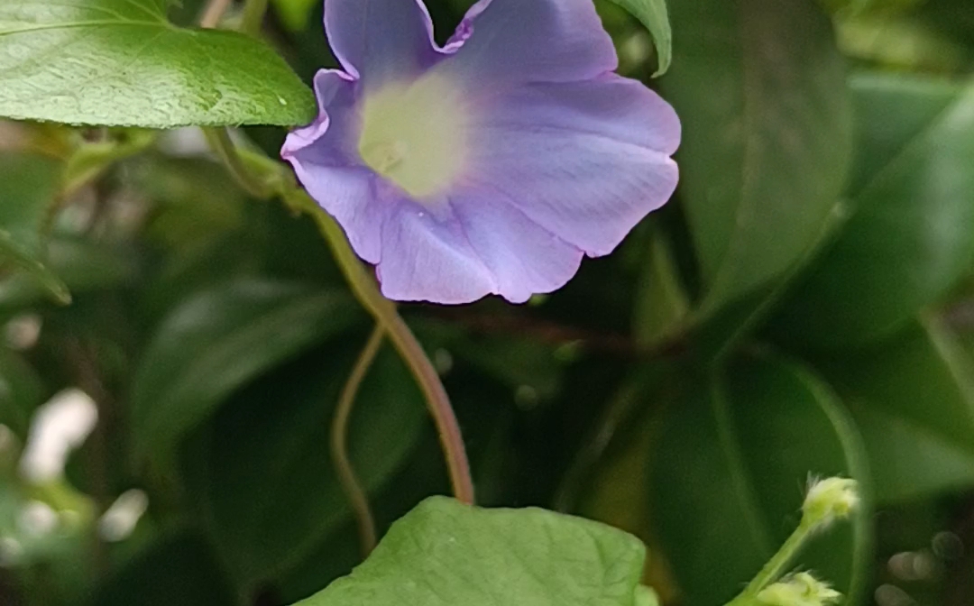 九月花 牵牛花