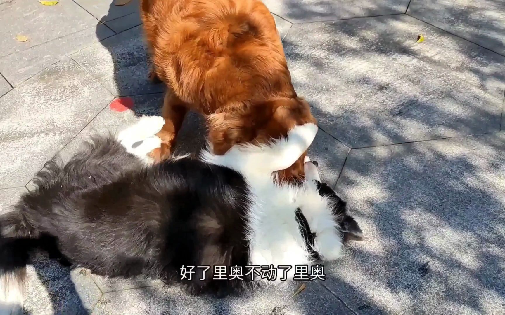 边牧上次打架被马犬锁喉,这次和金毛打架不能再输了