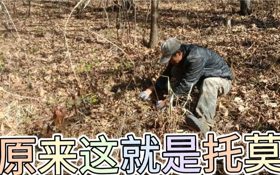 粉丝大哥让小陈给挖点托莫根,原来就是这个呀,咱这老多了哔哩哔哩bilibili