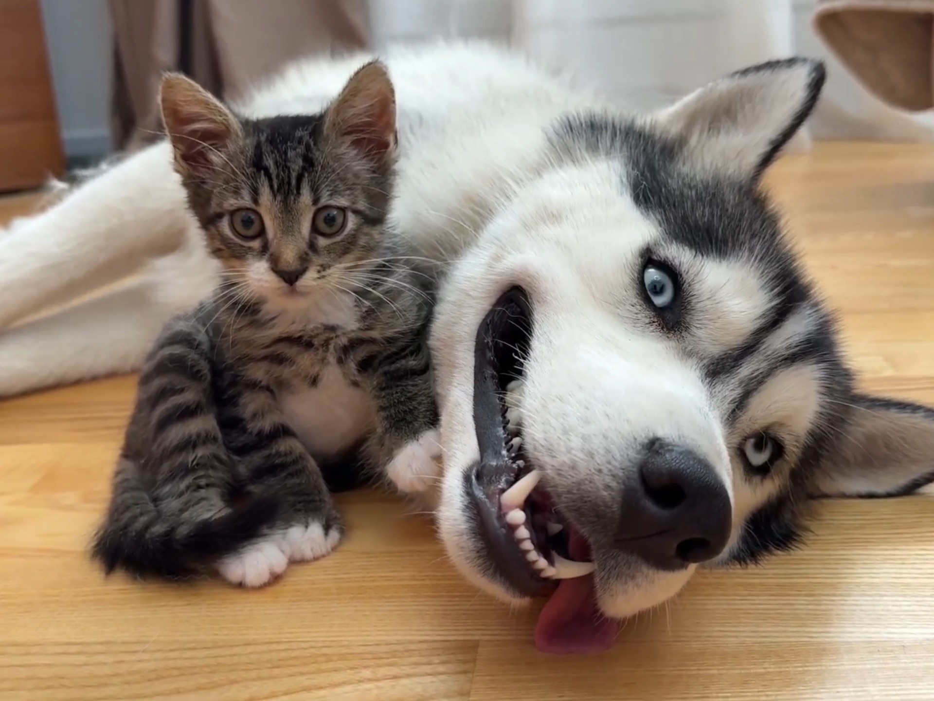 大型犬二哈与迷你小可爱:跨物种的相爱相杀日常