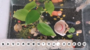 無底肥還用園藝用土赤玉土拿來種水草能活嗎 Red Jade Soil Water Plants 哔哩哔哩 つロ干杯 Bilibili