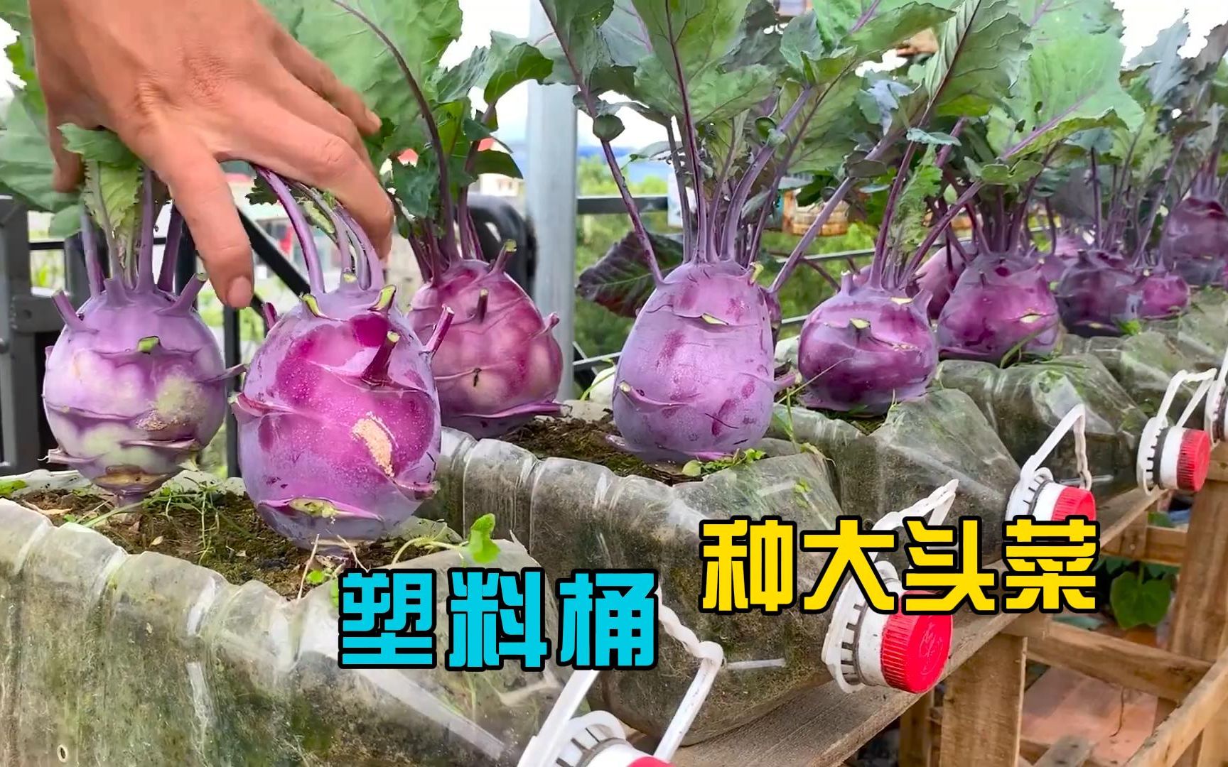 紫色的大头菜你见过吗,塑料桶就能种植哔哩哔哩bilibili