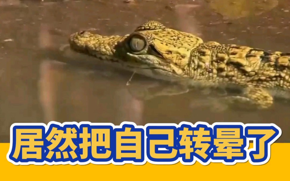 活动作品小鳄鱼初学死亡翻滚