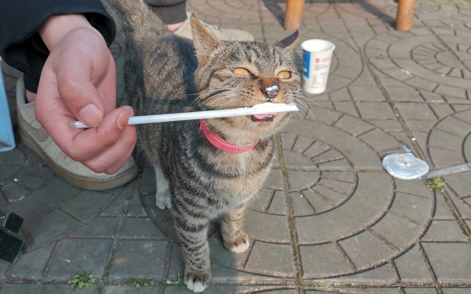 人类早期试图用铁杆驯服猫咪失败记录