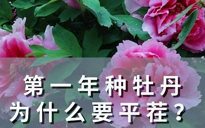 第一年种牡丹为什么要平茬?哔哩哔哩bilibili