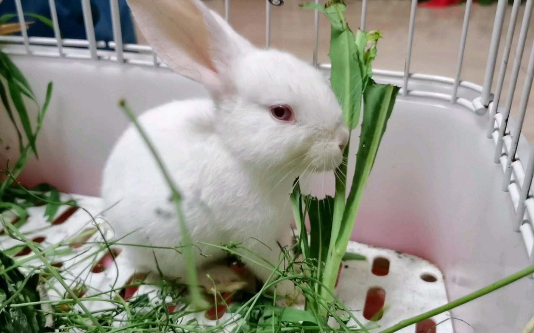 小白兔啃菜叶子_哔哩哔哩_bilibili
