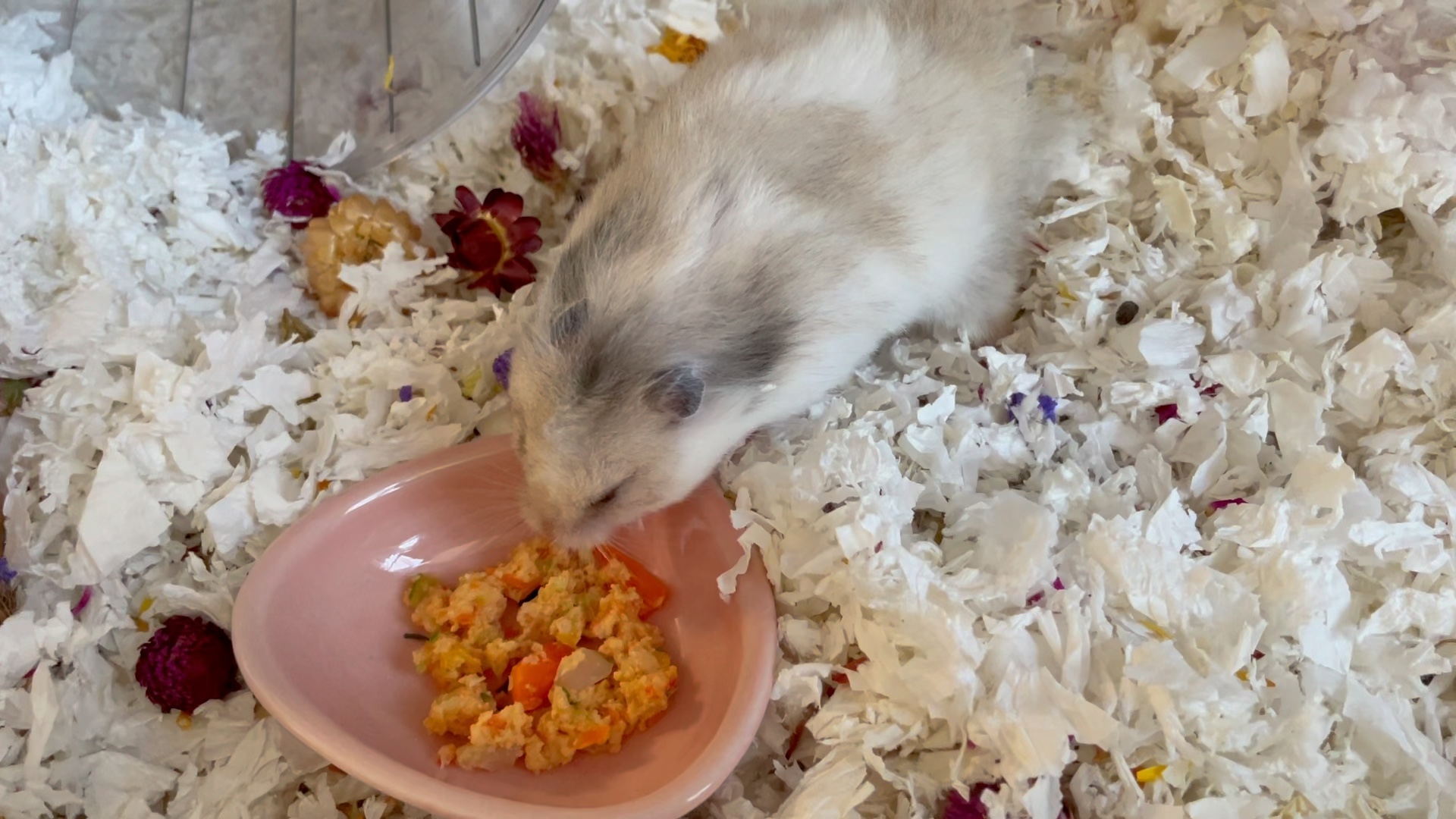 给金丝熊仓鼠做营养辅食大餐!