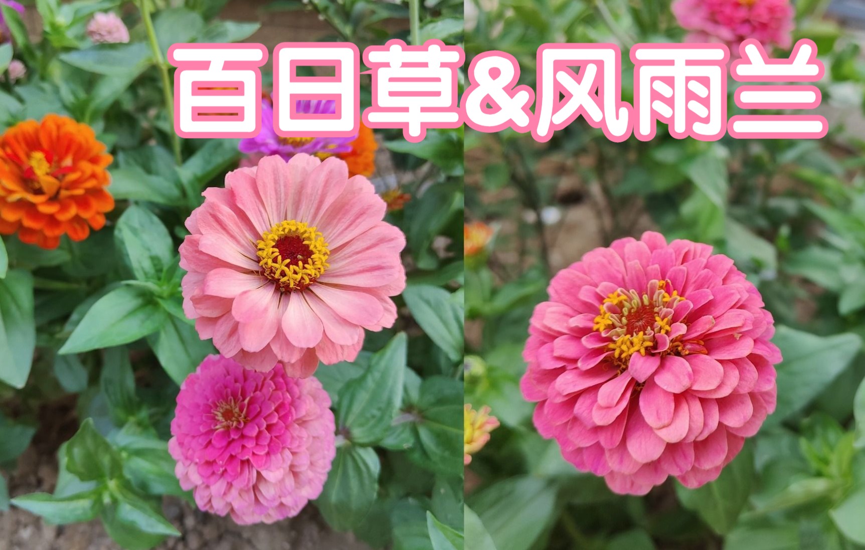 [图]夏天可以种的花 风雨兰&百日草