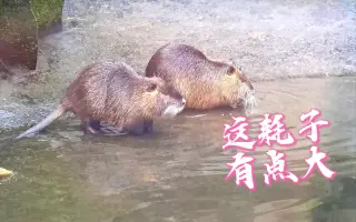 海狸鼠 搜索结果 哔哩哔哩 Bilibili