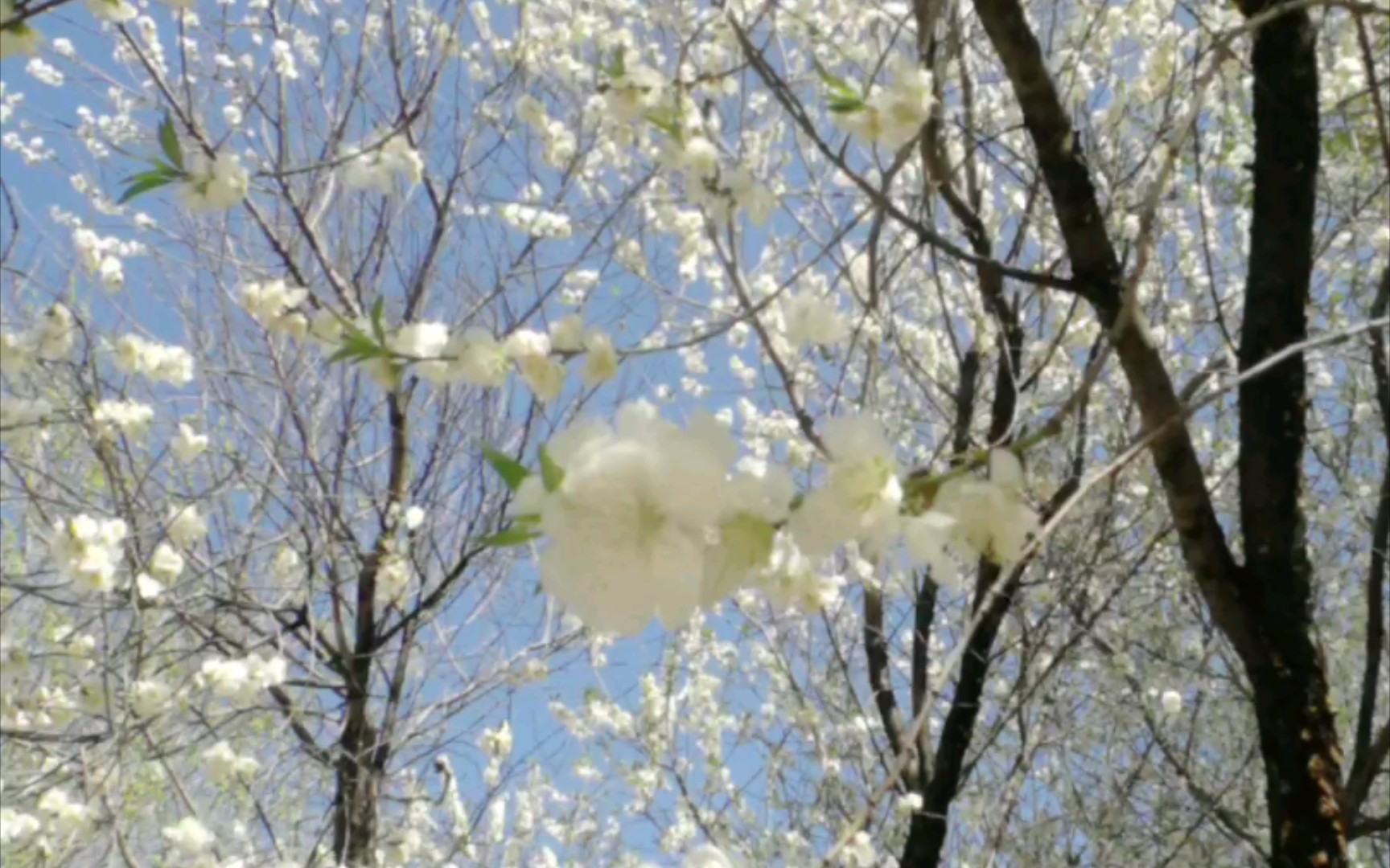 [图]风景：仲春花开何不同？