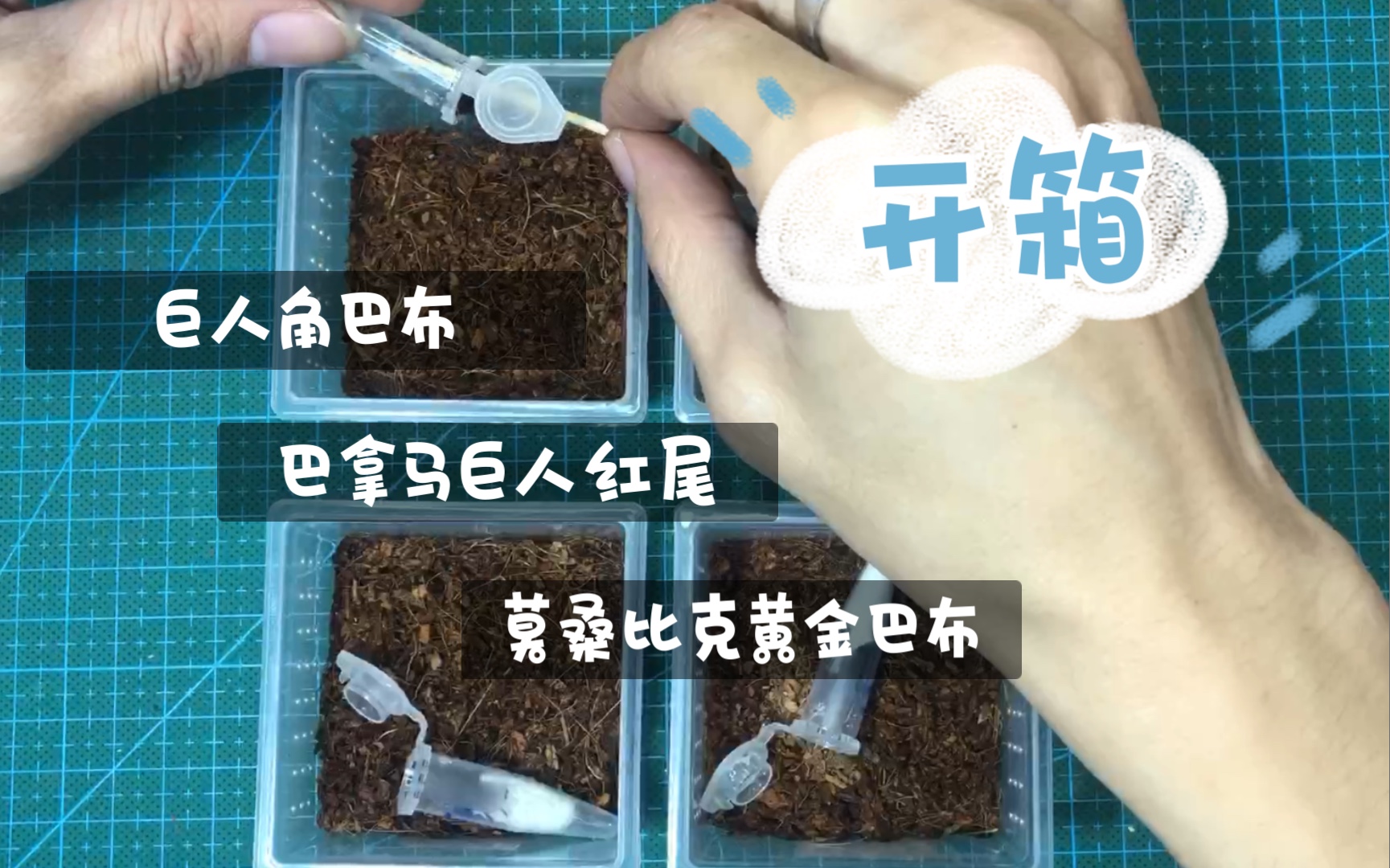 开箱ab莫桑比克黄金巴布巴拿马巨人红尾wf巨人角巴布