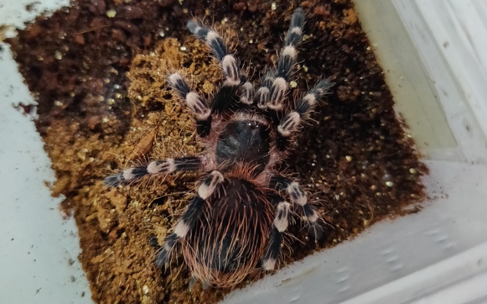 巴西白膝头蜘蛛