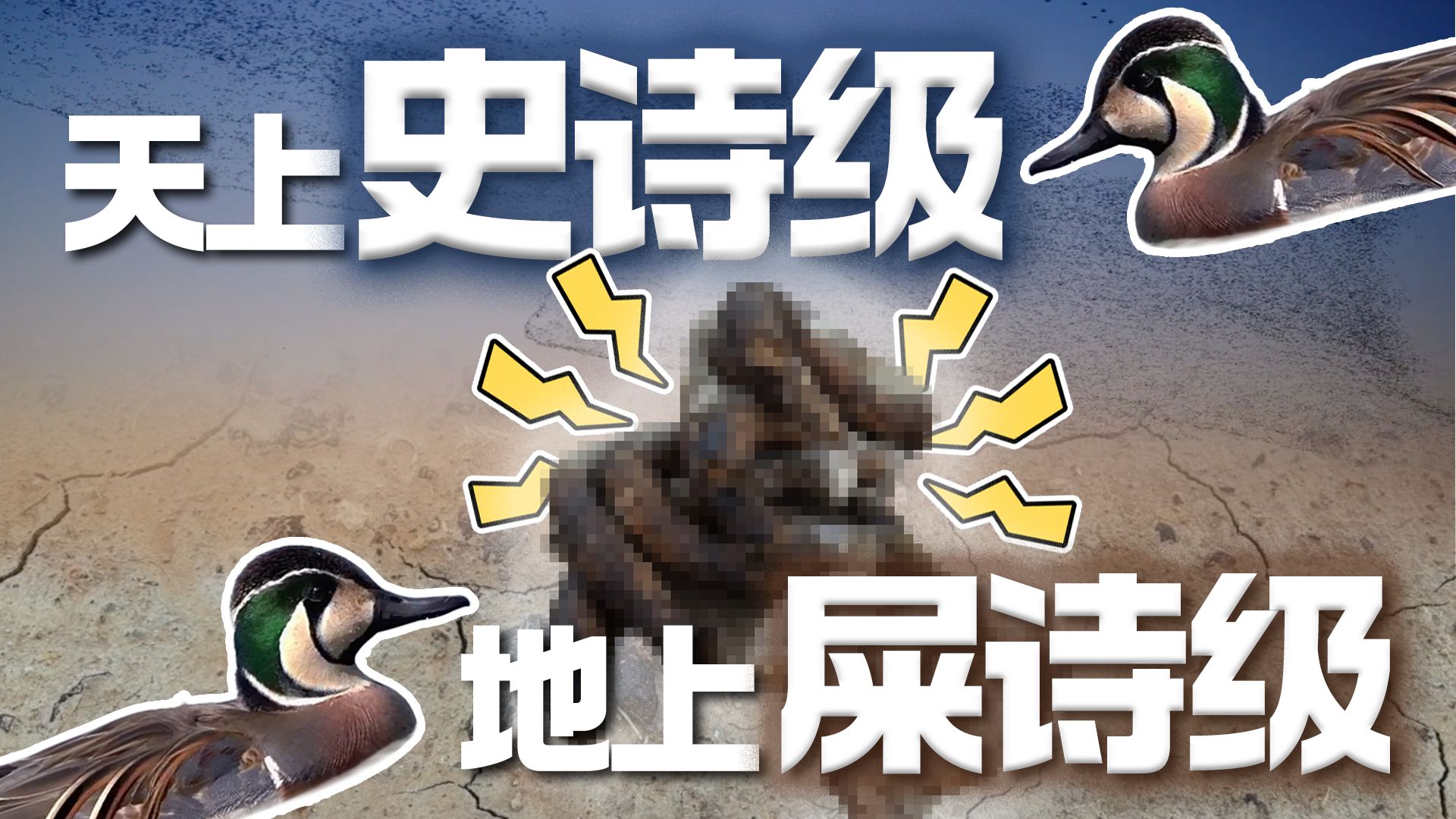 【生命奇观2】花絮：浪漫鸟浪的背后：天上史诗级，地上屎诗级