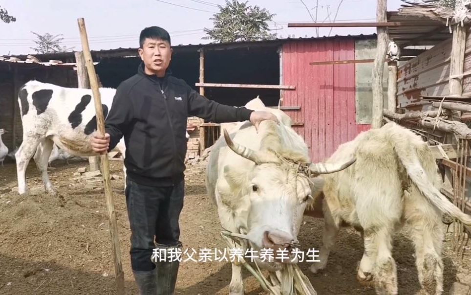 农村胜哥以养牛养羊维持生活,大家看看他家的牛现在能值多少钱