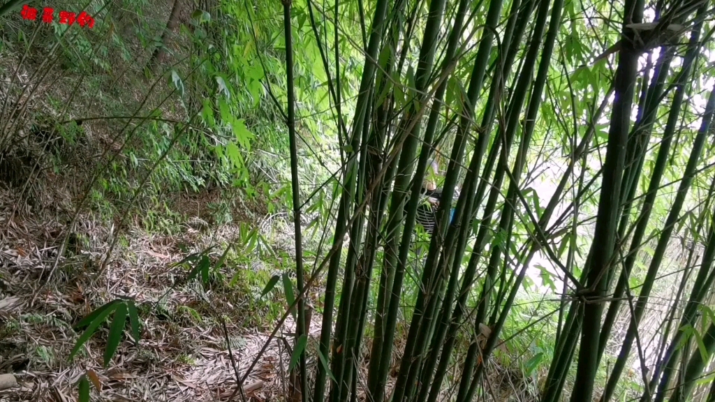 野钓红尾鲴若想连竿上鱼,听听老司机讲该如何布窝哔哩哔哩bilibili