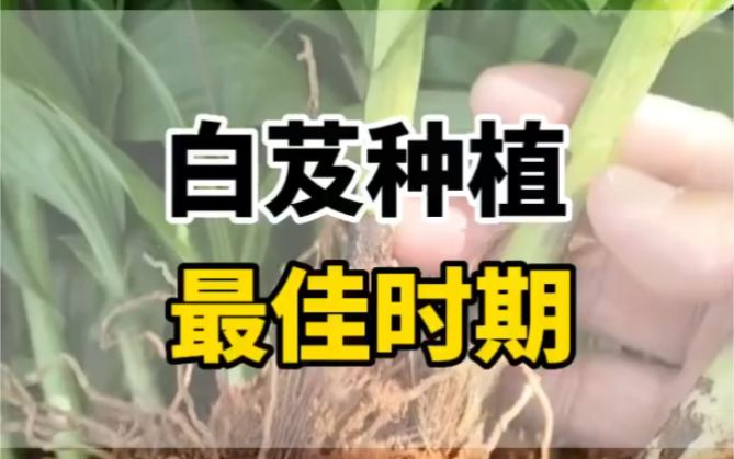 白芨种植最佳时期!哔哩哔哩bilibili