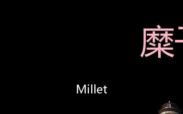 糜子 Chinese Pronunciation Millet哔哩哔哩bilibili