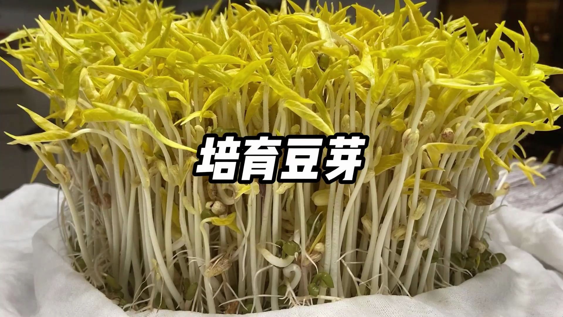 教你在家培育豆芽,方法简简单单,几天就能收获新鲜豆芽哔哩哔哩bilibili