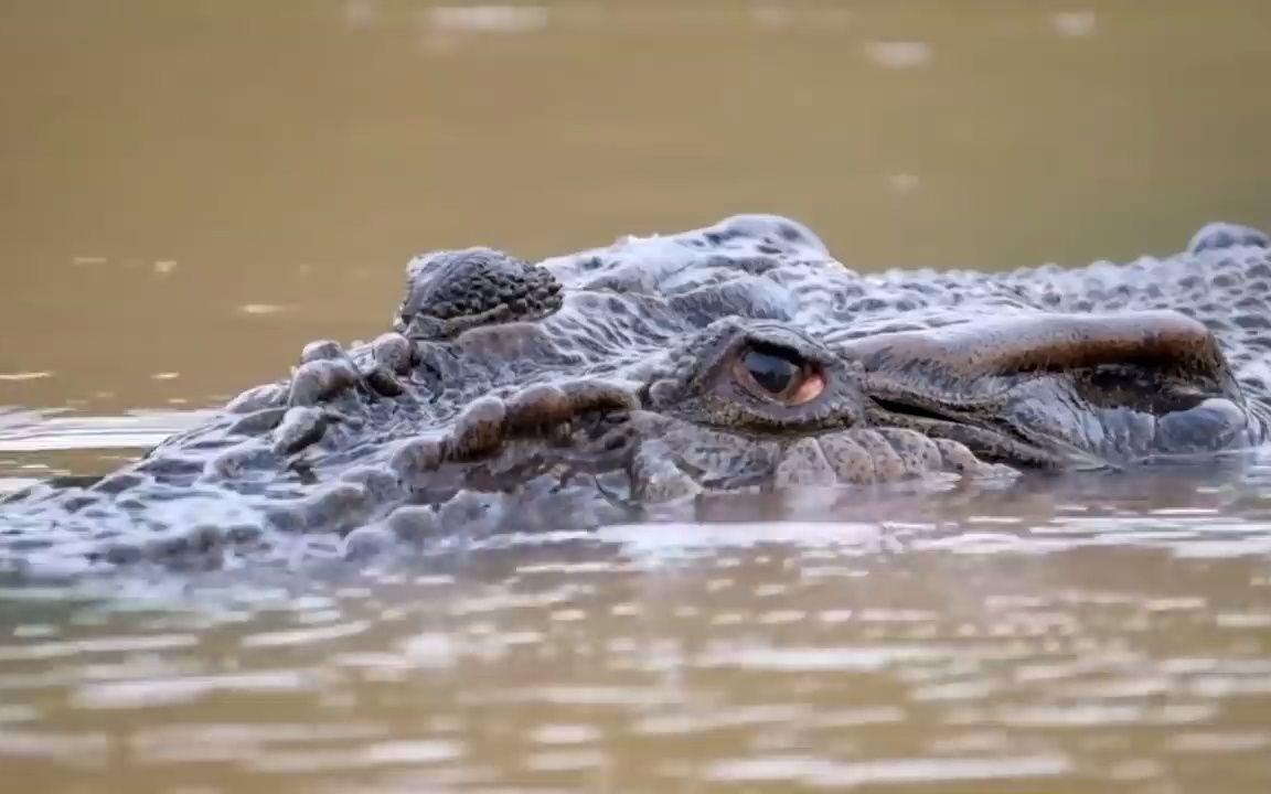 [图]【神秘的史前生物】咸水鳄--世界上最大的爬行动物