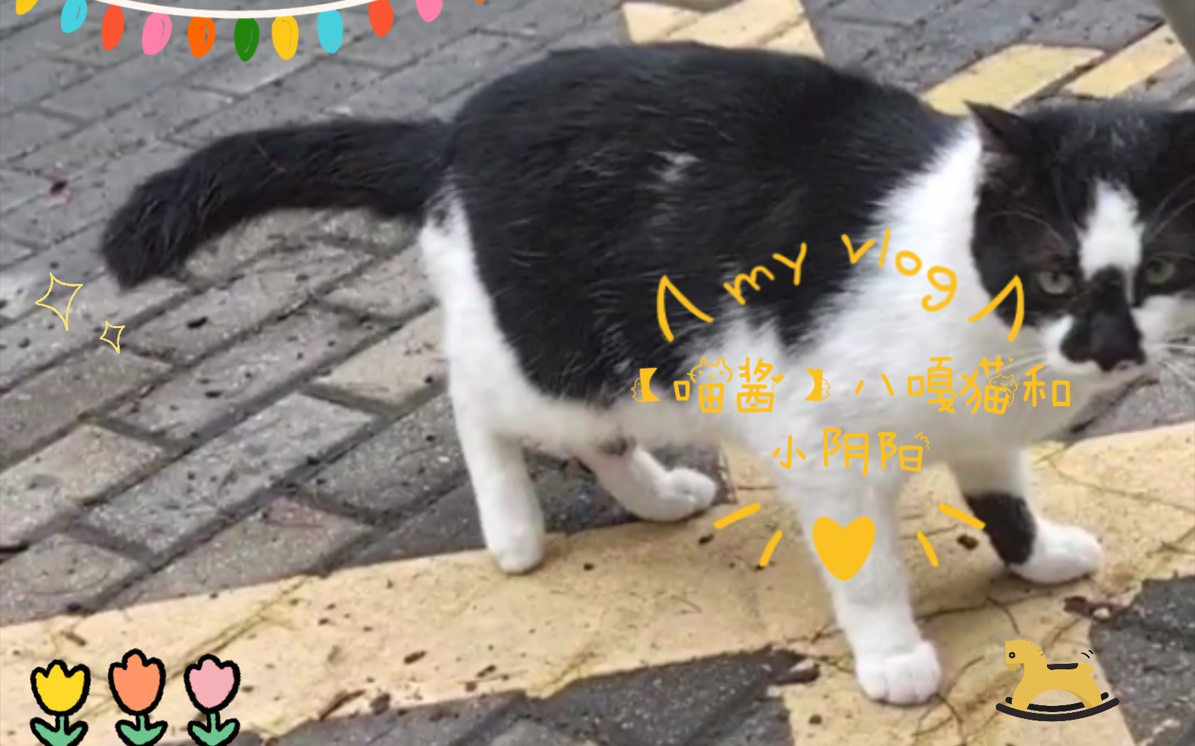 【喵酱】八嘎猫和小阴阳_哔哩哔哩_bilibili