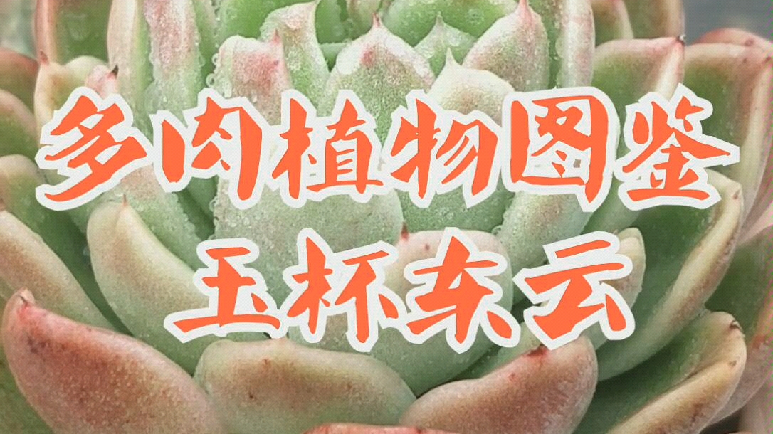 [图]多肉植物图鉴-玉杯东云