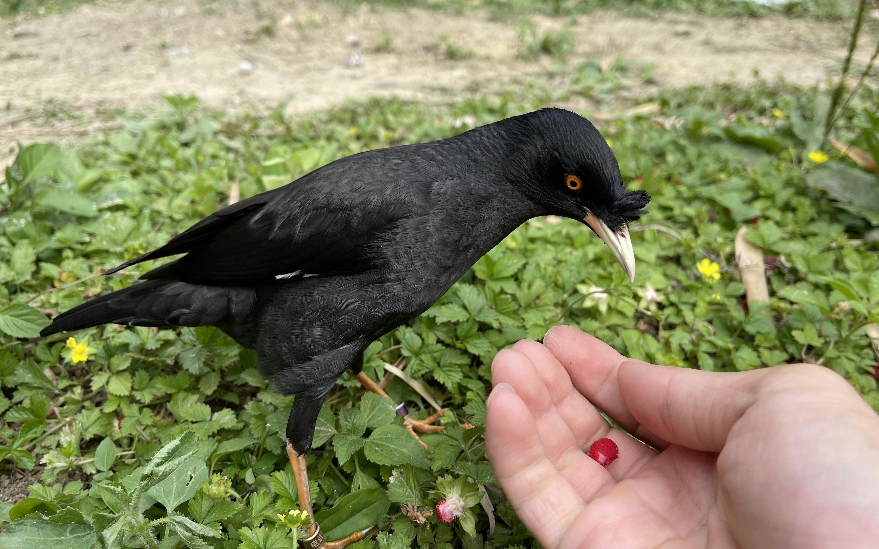 八哥吃什么食物图片