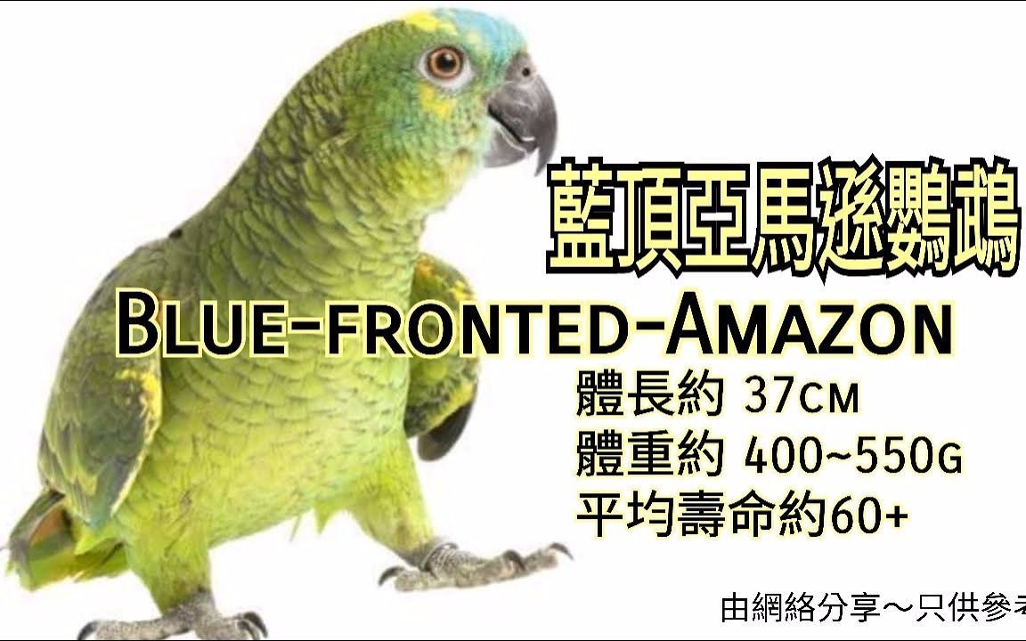 鹦鹉品种分享介绍 ~蓝顶亚马逊鹦鹉 ~ BluefrontedAmazon哔哩哔哩bilibili