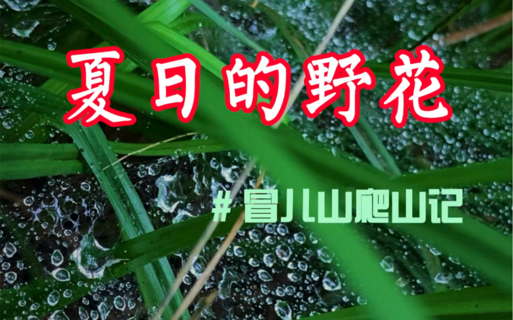 夏天的野花—冒儿山爬山记哔哩哔哩bilibili