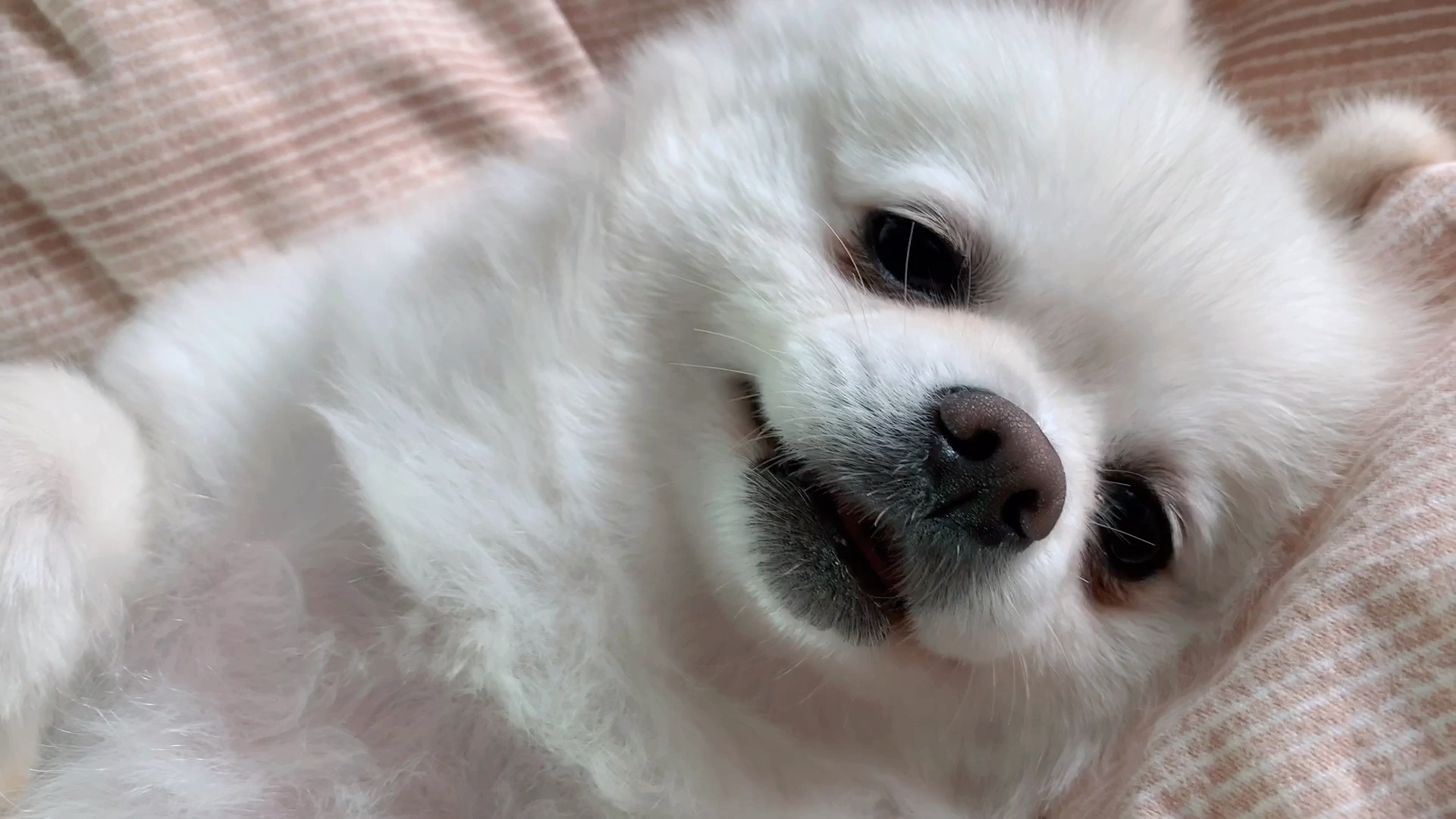 [博美]啊我死了 萌死我了啊