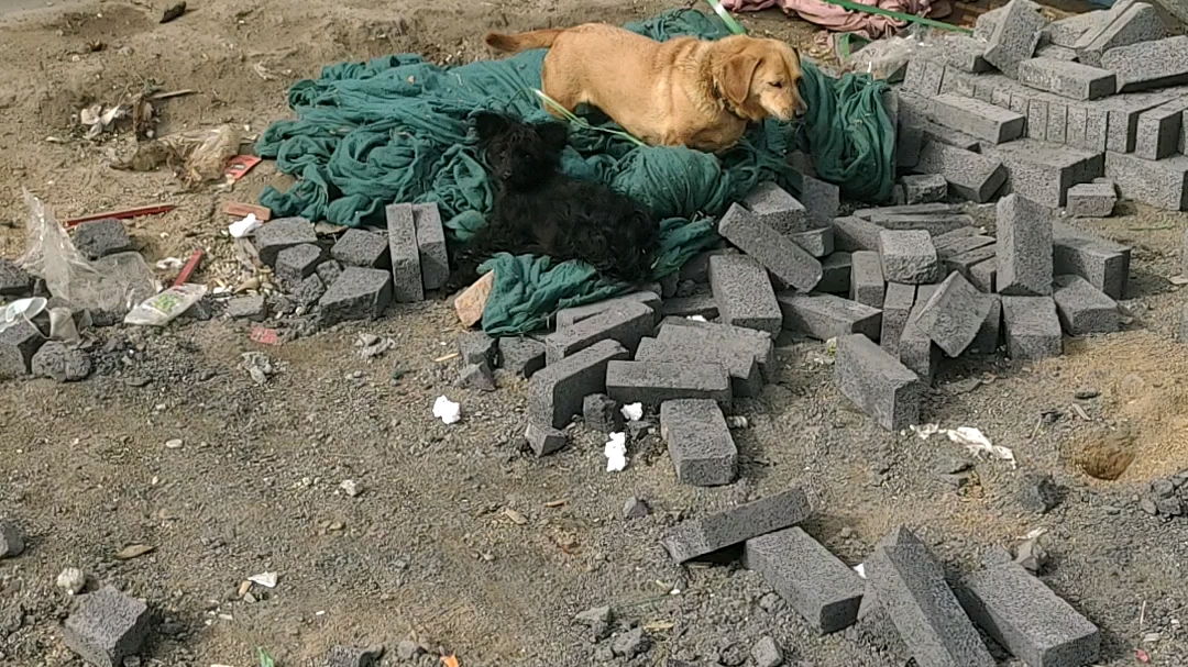工地狗,摇啊又叫