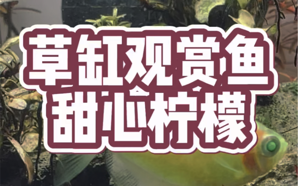 草缸观赏鱼 甜心柠檬