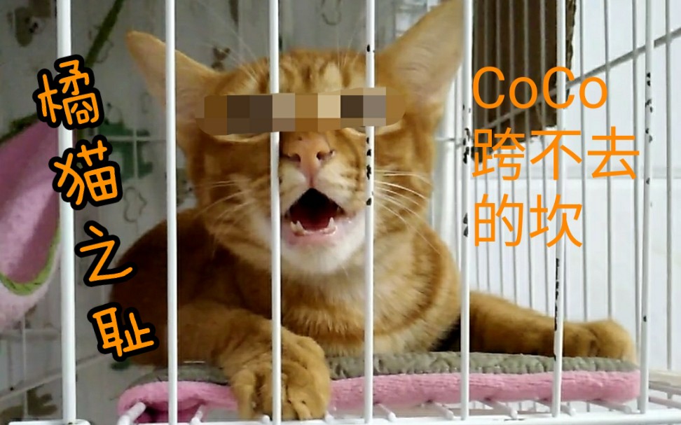 [图]【猫咪】2019.8.16 橘猫之耻～CoCo日常被果果抢吃，委屈的自闭嗷嗷叫