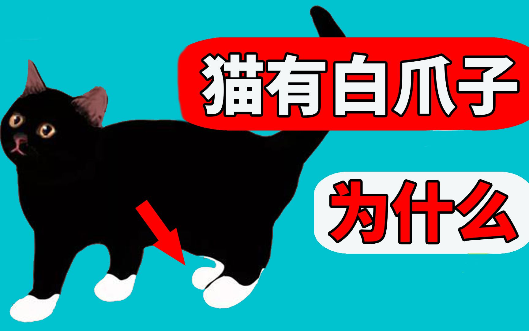 为什么很多猫的爪子是白色的? 【初识猫咪EP7】哔哩哔哩bilibili