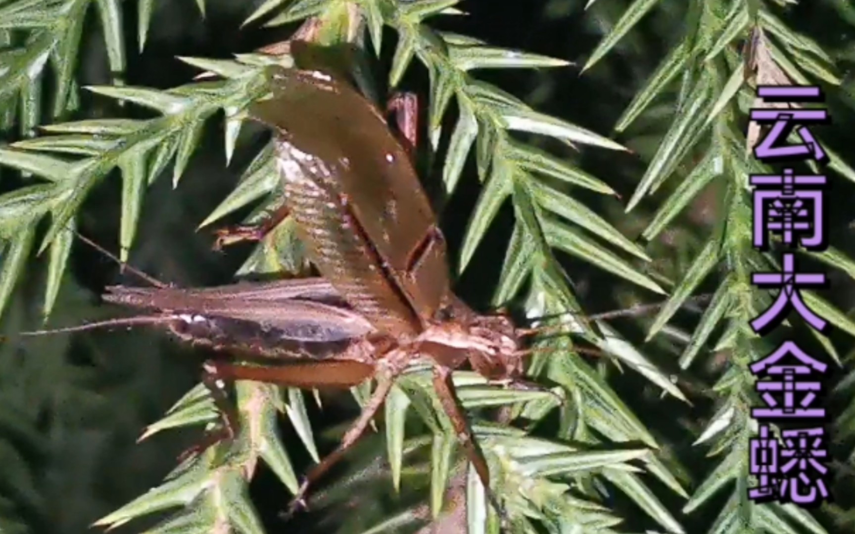 鸣虫天堂云南的大金蟋,云南宝塔蛉,来听听它优美独特的叫声