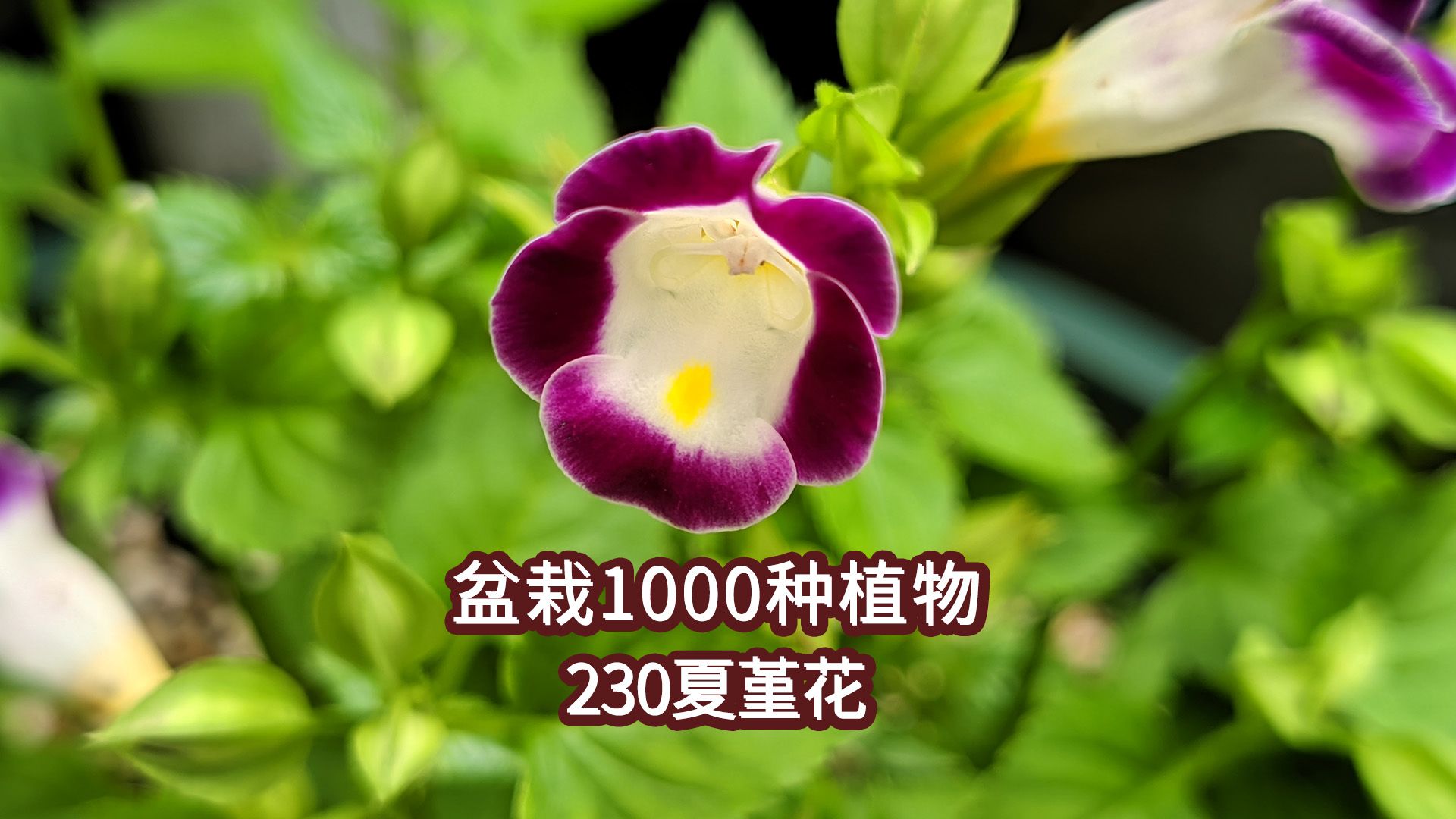 盆栽1000种植物|230 夏堇哔哩哔哩bilibili