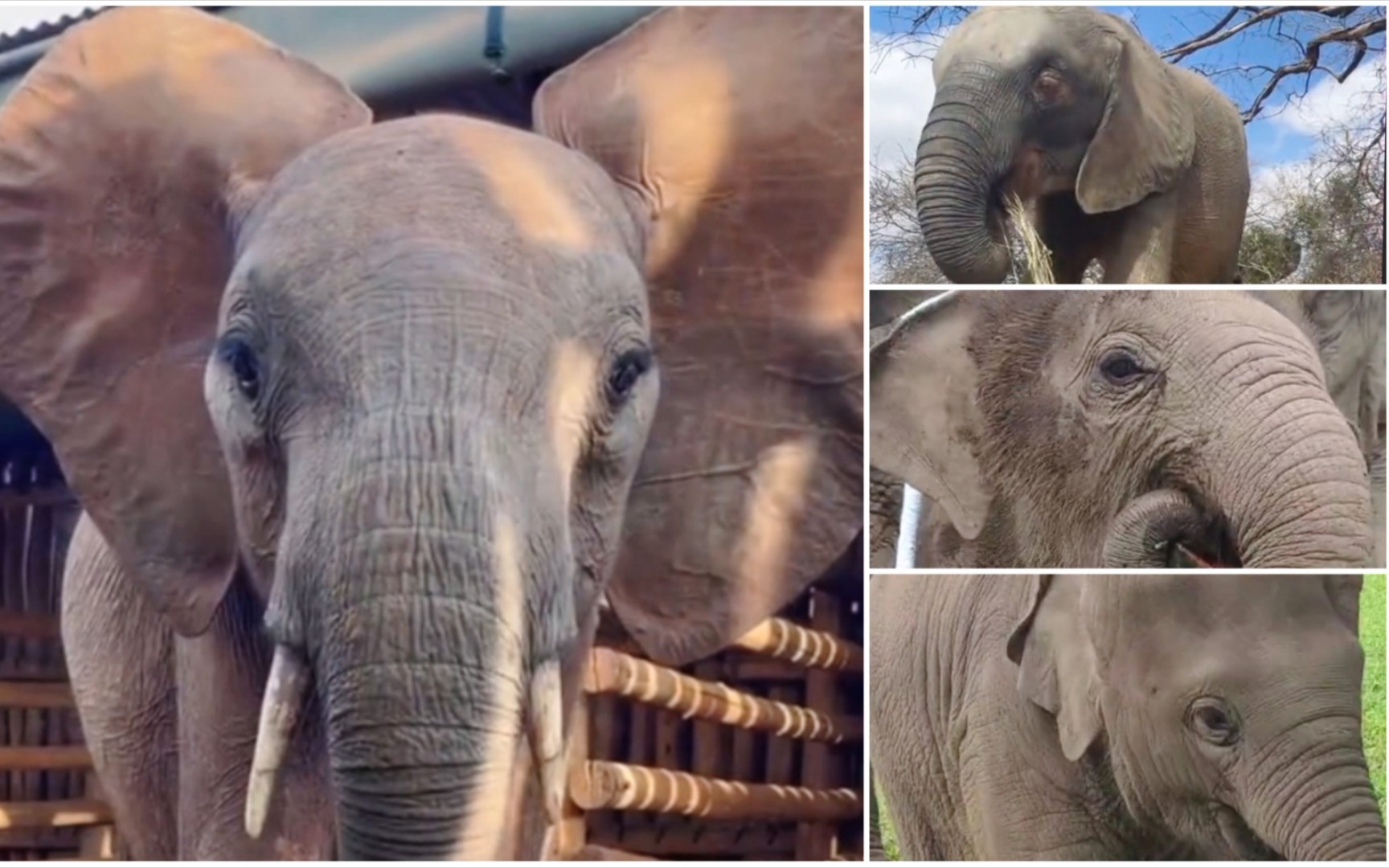 四只小象集合完毕,你最喜欢?