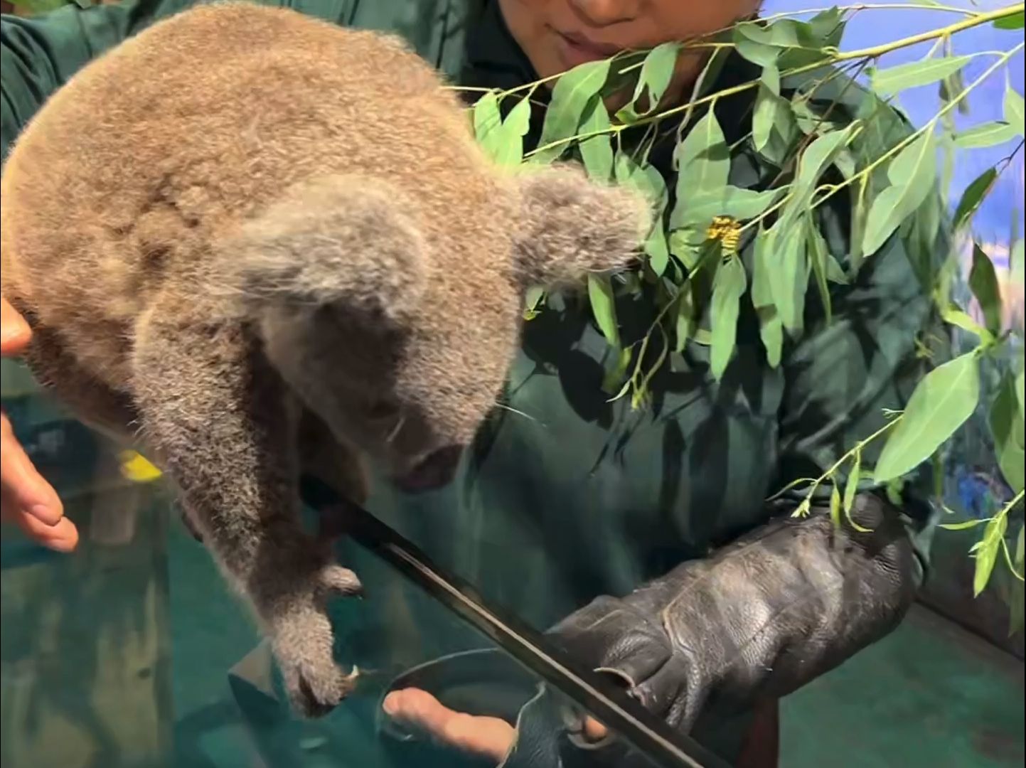 考拉小光爬玻璃