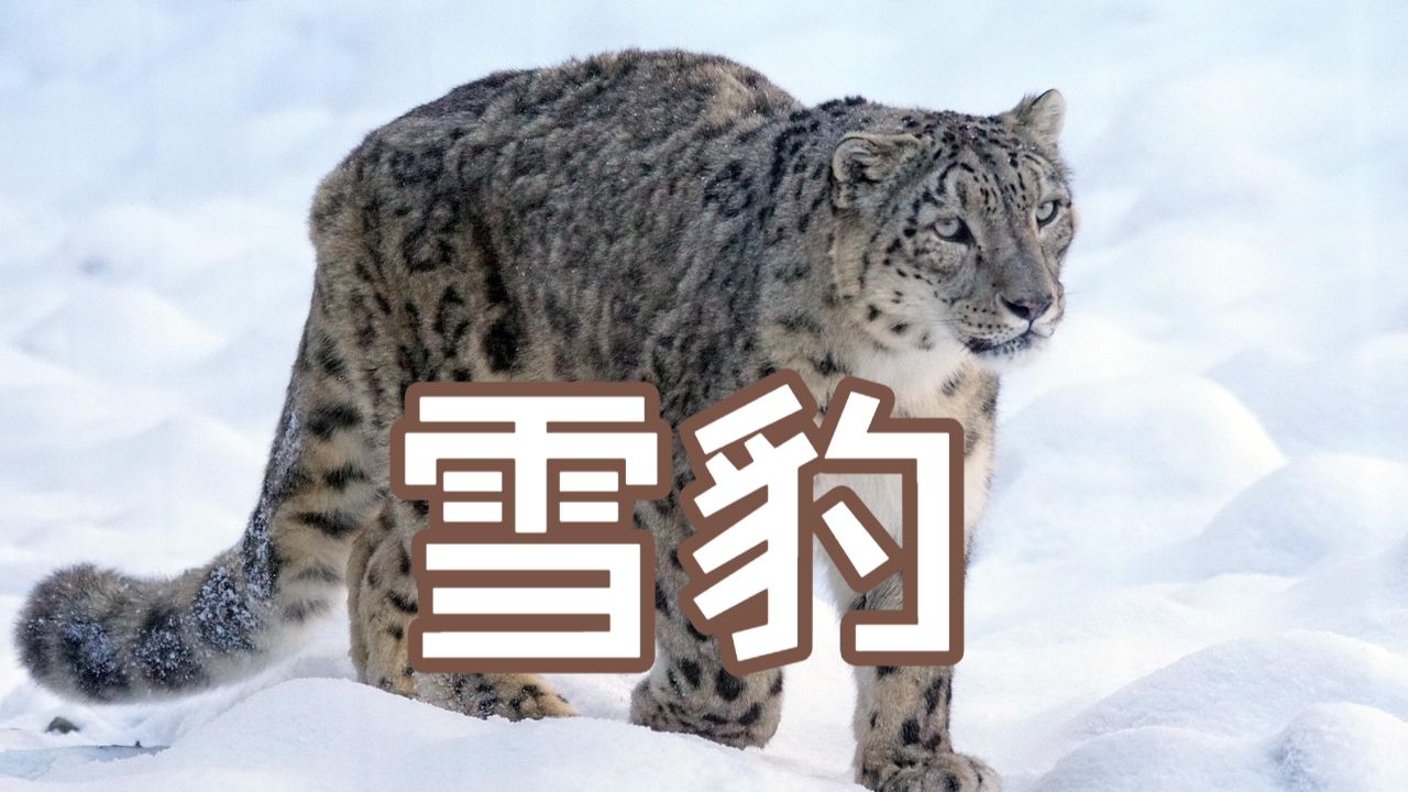 【国家地理 科普101系列】Snow Leopards 雪豹