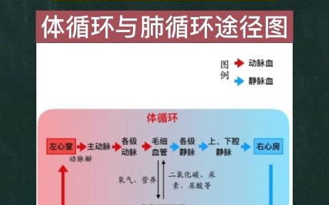 体循环与肺循环示意图如图所示!哔哩哔哩bilibili