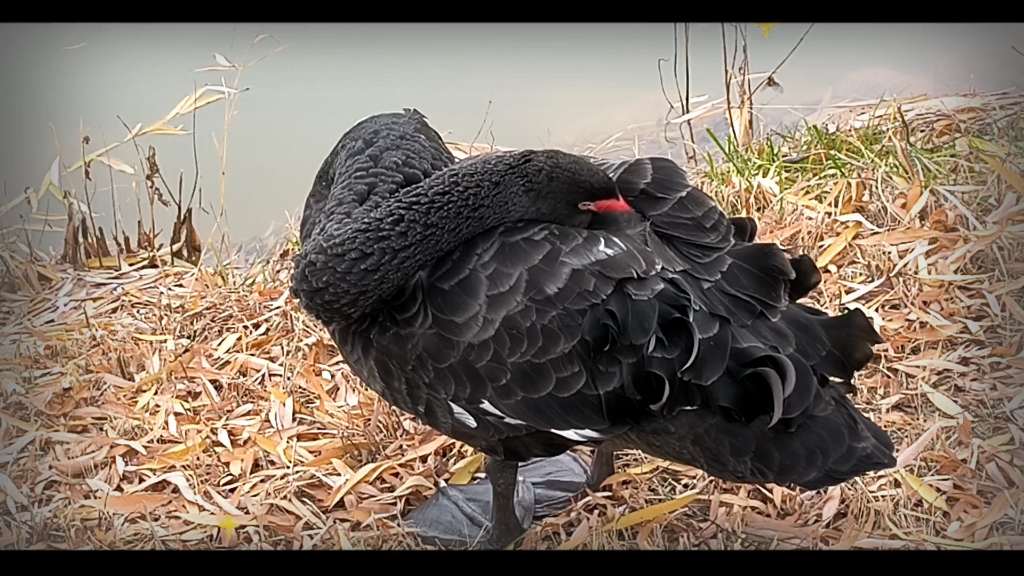 记录一下正在睡觉的黑天鹅兄弟